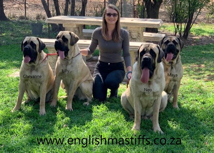 are english mastiffs polite