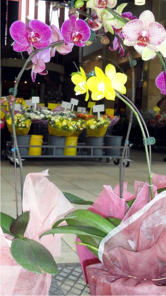 The Flower Market Cedar Square Fourways - Wide selection of Orchids Fourways